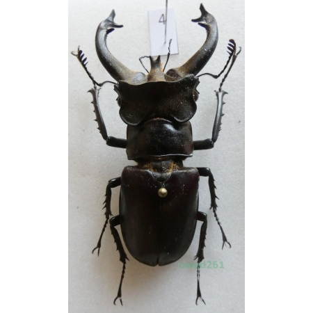 Lucanus fryi Boileau, 1911 Thailand 62mm4